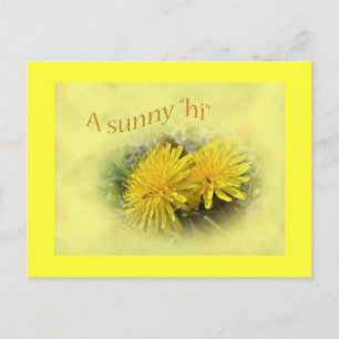 Cartão Postal Dandelions - Um Sunny Hi