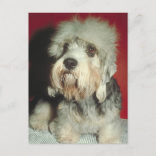 Cartão Postal Dandie Dinmont Terrier