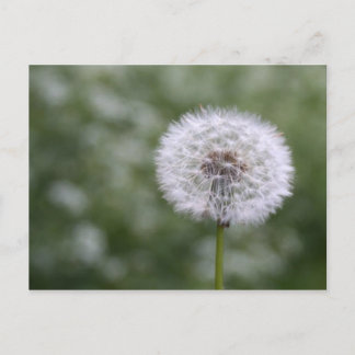 Cartão postal Dandiliion