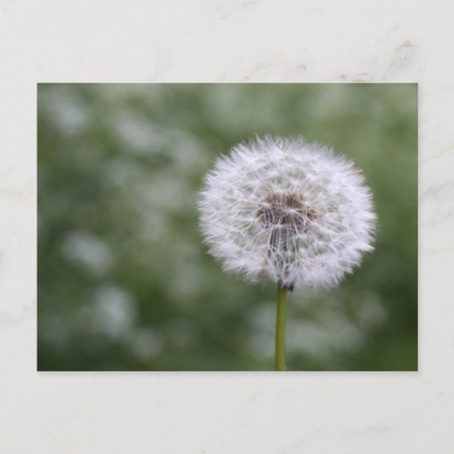 Cartão postal Dandiliion (Frente)