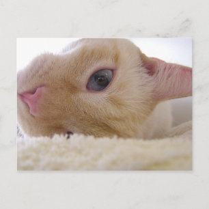 Cartão Postal Daniel