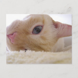 Cartão Postal Daniel