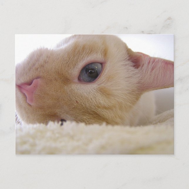 Cartão Postal Daniel (Frente)