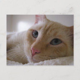 Cartão Postal Daniel nº 2