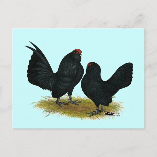 Cartão Postal D'Anvers Black Bantams (Frente)