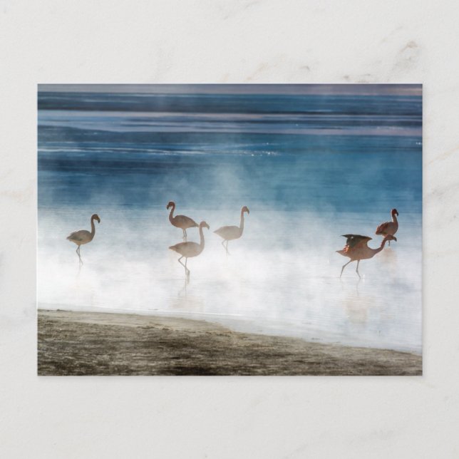 Cartão Postal Danza de Flamencos, Salar de Uyuni, Bolívia. (Frente)