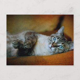 Cartão Postal Daphne