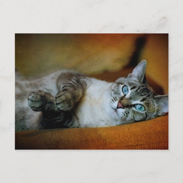 Cartão Postal Daphne (Frente)