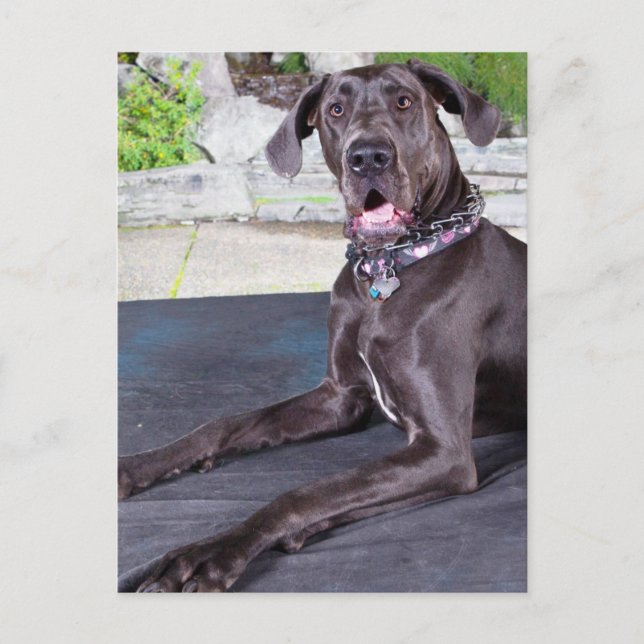 Cartão Postal Daphne (Frente)