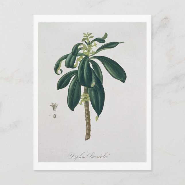 Cartão Postal Daphne Laureda do livro 'Phytographie Medicale' de (Frente)