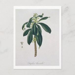 Cartão Postal Daphne Laureda do livro 'Phytographie Medicale' de