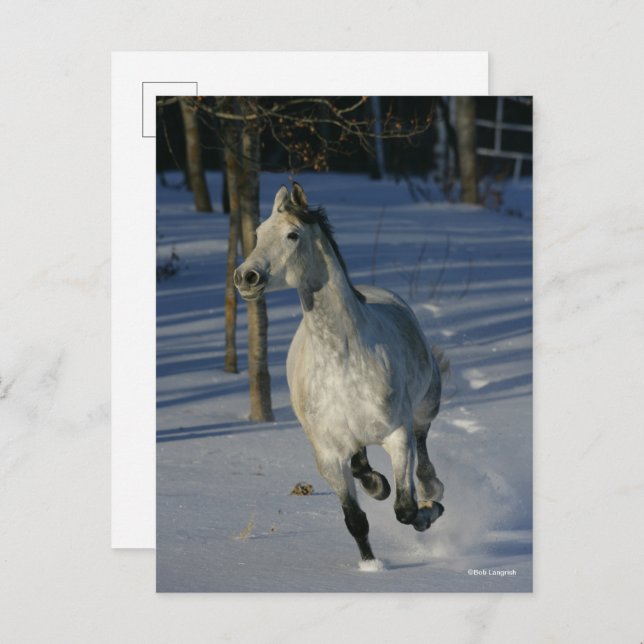 Cartão Postal Dapple Grey Trakehner Running in the Snow (Frente/Verso)