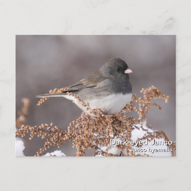 Cartão Postal Dark-eyed Junco (Frente)
