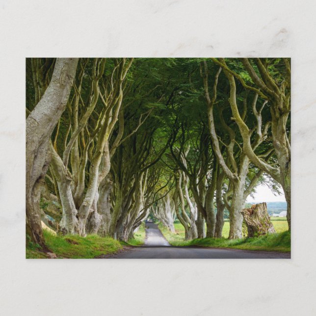 Cartão Postal Dark Hedges in Irland (Frente)