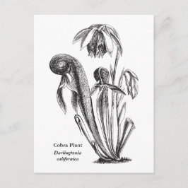 Cartão Postal Darlingtonia californica, Planta Carnívora