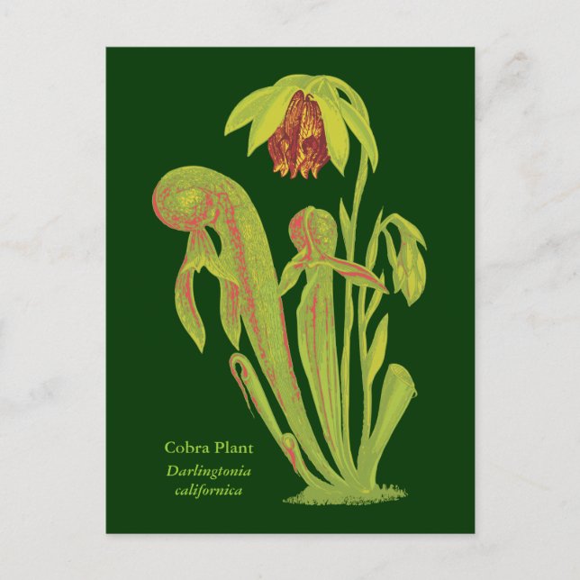 Cartão Postal Darlingtonia californica, Planta Carnívora (Frente)