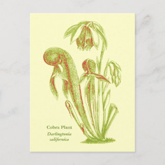 Cartão Postal Darlingtonia californica, Planta Carnívora