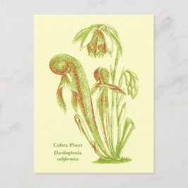 Cartão Postal Darlingtonia californica, Planta Carnívora