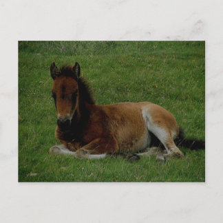 Cartão Postal Dartmoor Pony descansando.