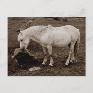 Cartão Postal Dartmoor pony esfregando a boca na rocha ( sepia )