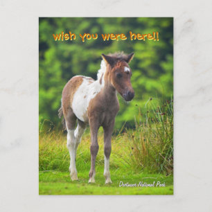 Cartão postal Dartmoor Pony Foy