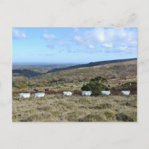 Cartão Postal Dartmoor Sheep