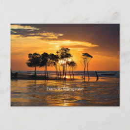 Cartão Postal Darwin Mangrove