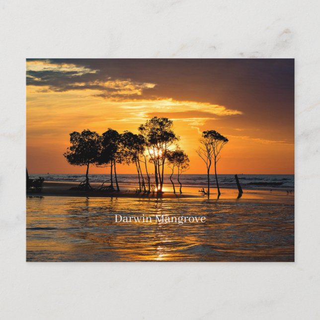 Cartão Postal Darwin Mangrove (Frente)