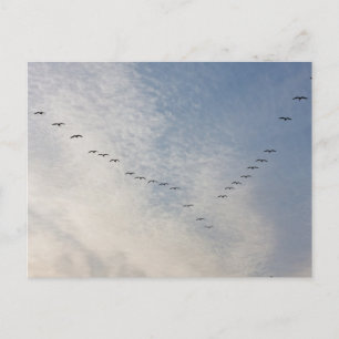 Cartão postal das aves voadoras