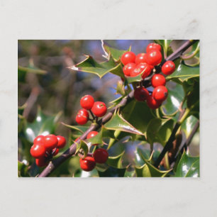 Cartão postal das Berries festivas