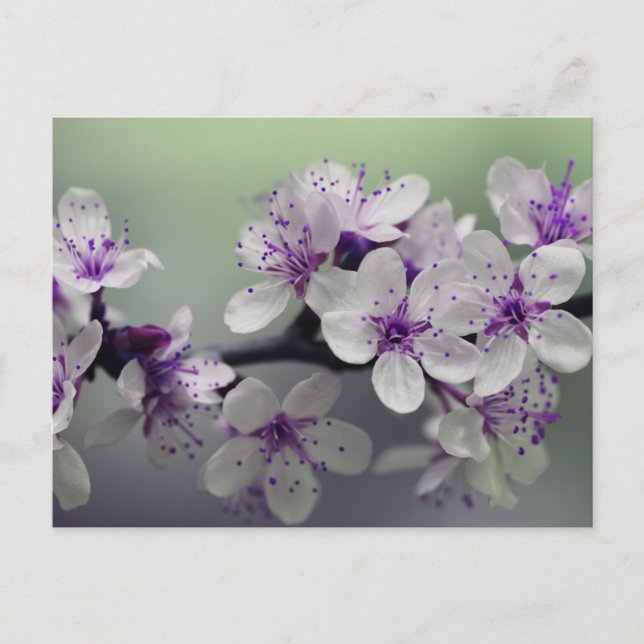 cartão postal das flores (Frente)