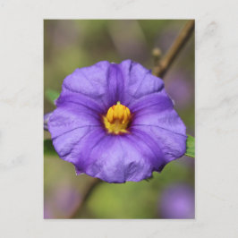 Cartão Postal das Flores
