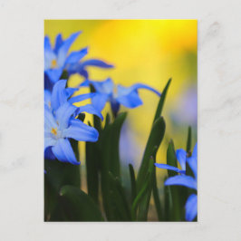 Cartão Postal das Flores