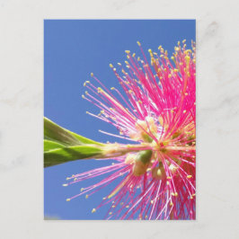 Cartão Postal das Flores