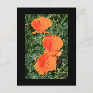 Cartão postal das Flores da Califórnia