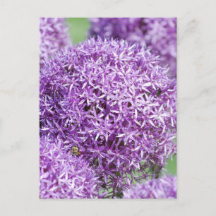 Cartão postal das flores de Allium
