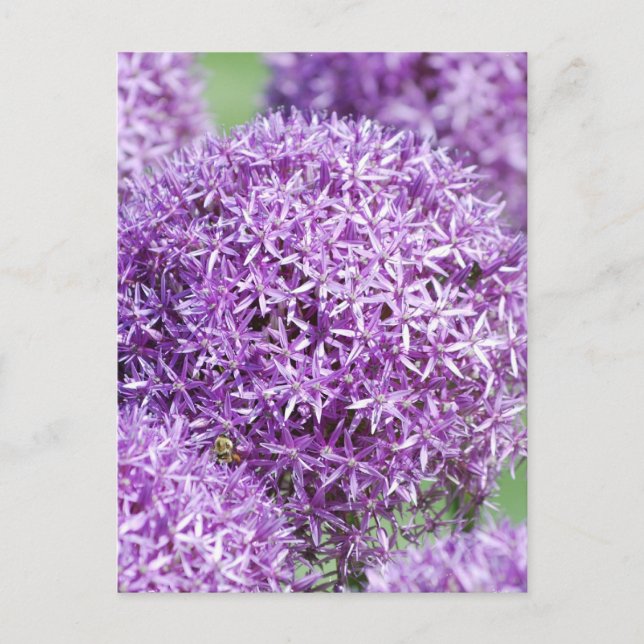 Cartão postal das flores de Allium (Frente)