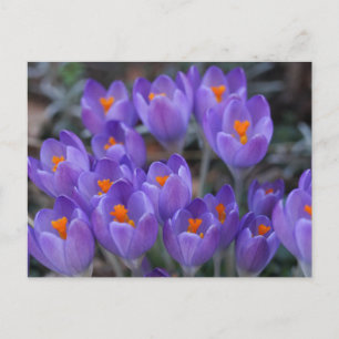 CARTÃO POSTAL DAS FLORES DE CROCO