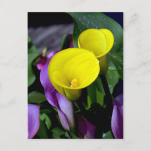 Cartão postal das flores de lírio púrpura e ama
