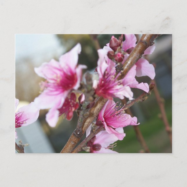 Cartão Postal das Flores de Nectarina (Frente)