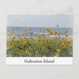Cartão postal das flores de praia de Galveston