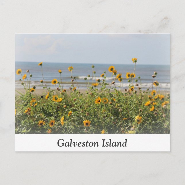 Cartão postal das flores de praia de Galveston (Frente)