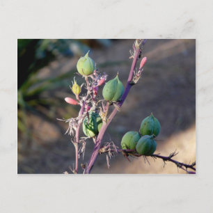 Cartão postal das flores do deserto