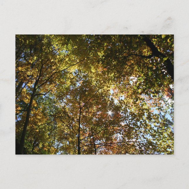 Cartão postal das Folhas de outono (Frente)