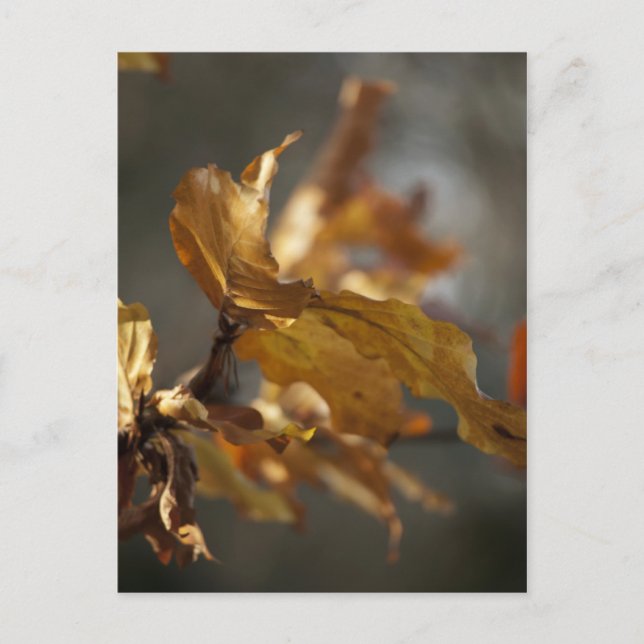Cartão postal das Folhas de outono (Frente)