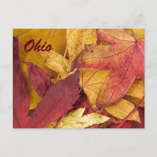 Cartão Postal das Folhas de Outono de Ohio (Frente)