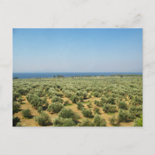 Cartão postal das oliveiras