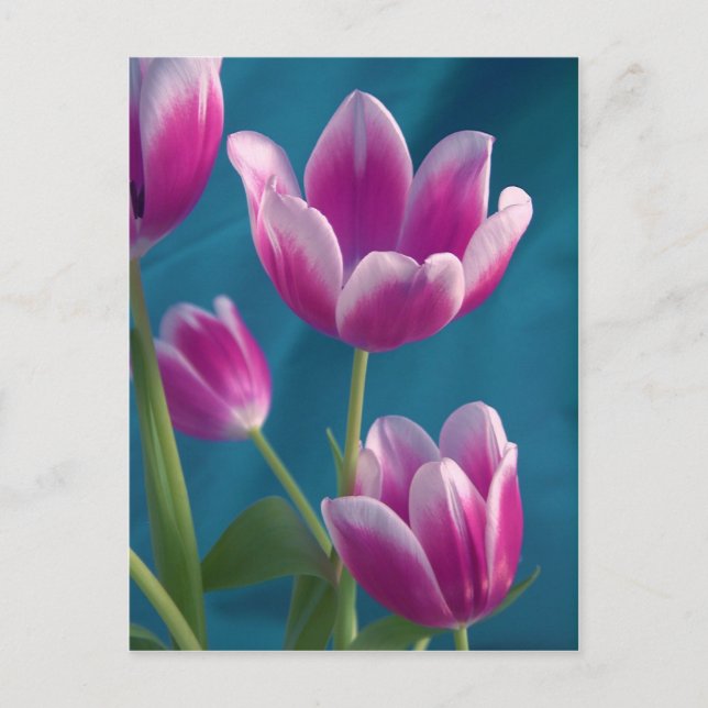 cartão postal das tulipas magenta (Frente)