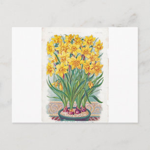 Cartão Postal data rsvp flores narciso amarelo vintage