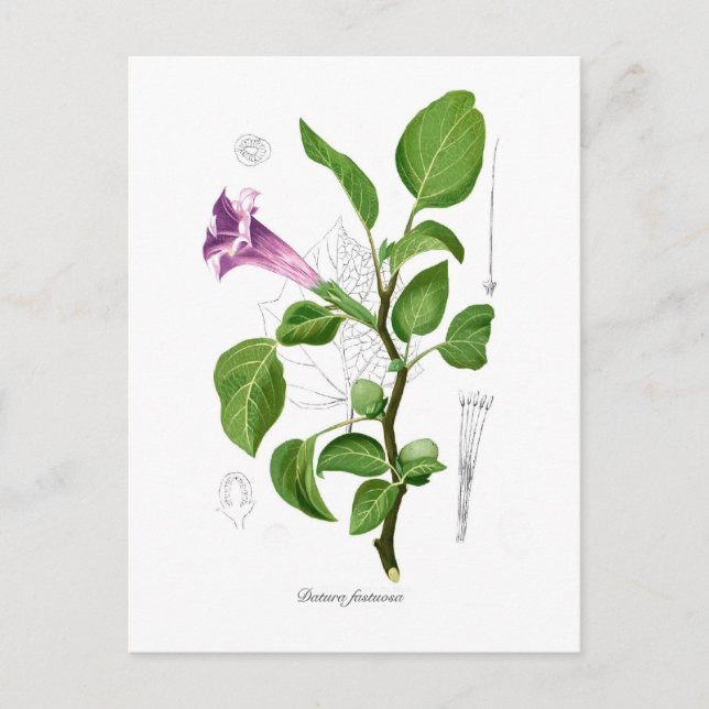 Cartão Postal Datura jeuosa (Frente)